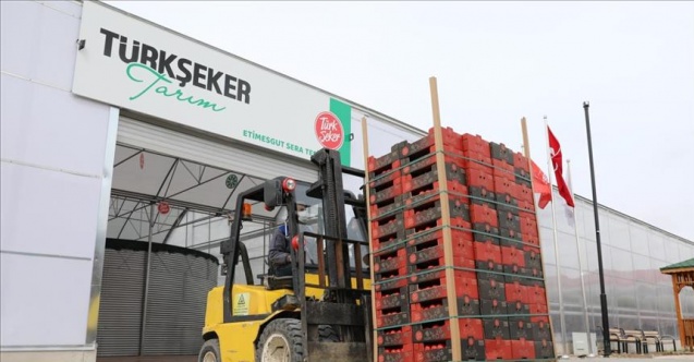 Türkşeker'den ilk tarım serası: Ankara Şeker Fabrikası'nda kuruldu