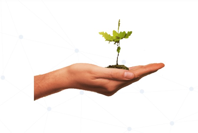 Evergreen coin yorum
