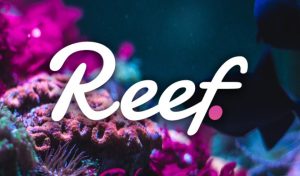 REEF coin yorum