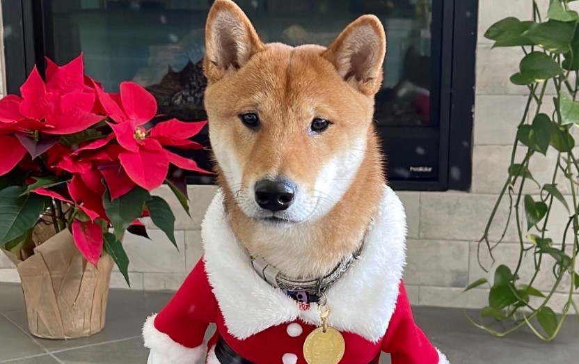Floki Santa coin nedir