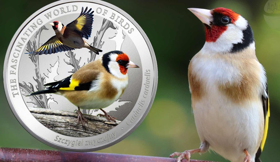 Gfi coin nedir