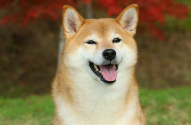 Shiba Inu Price Prediction