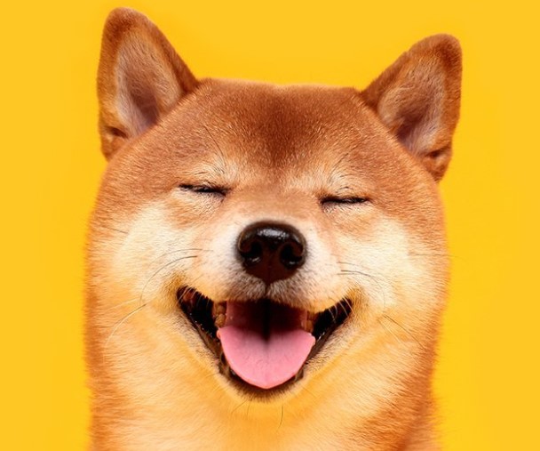 Shiba Inu Geleceği 2022