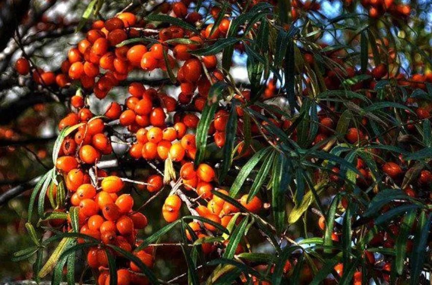 Bir Avucu İshali Kesiyor. Karaciğer Yağlanmasına İyi Geliyor